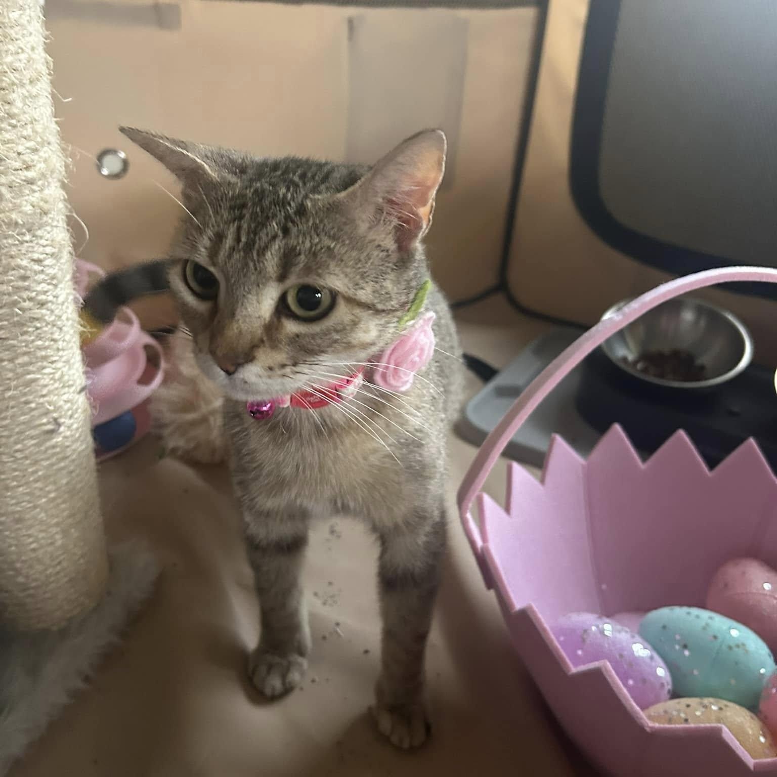 Enlarge Billie, an adoptable Abyssinian in Portland, OR image 5/5