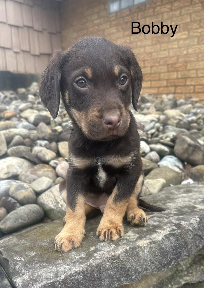 Bobby, Adoptable, Puppy Male Rottweiler & Mixed Breed.