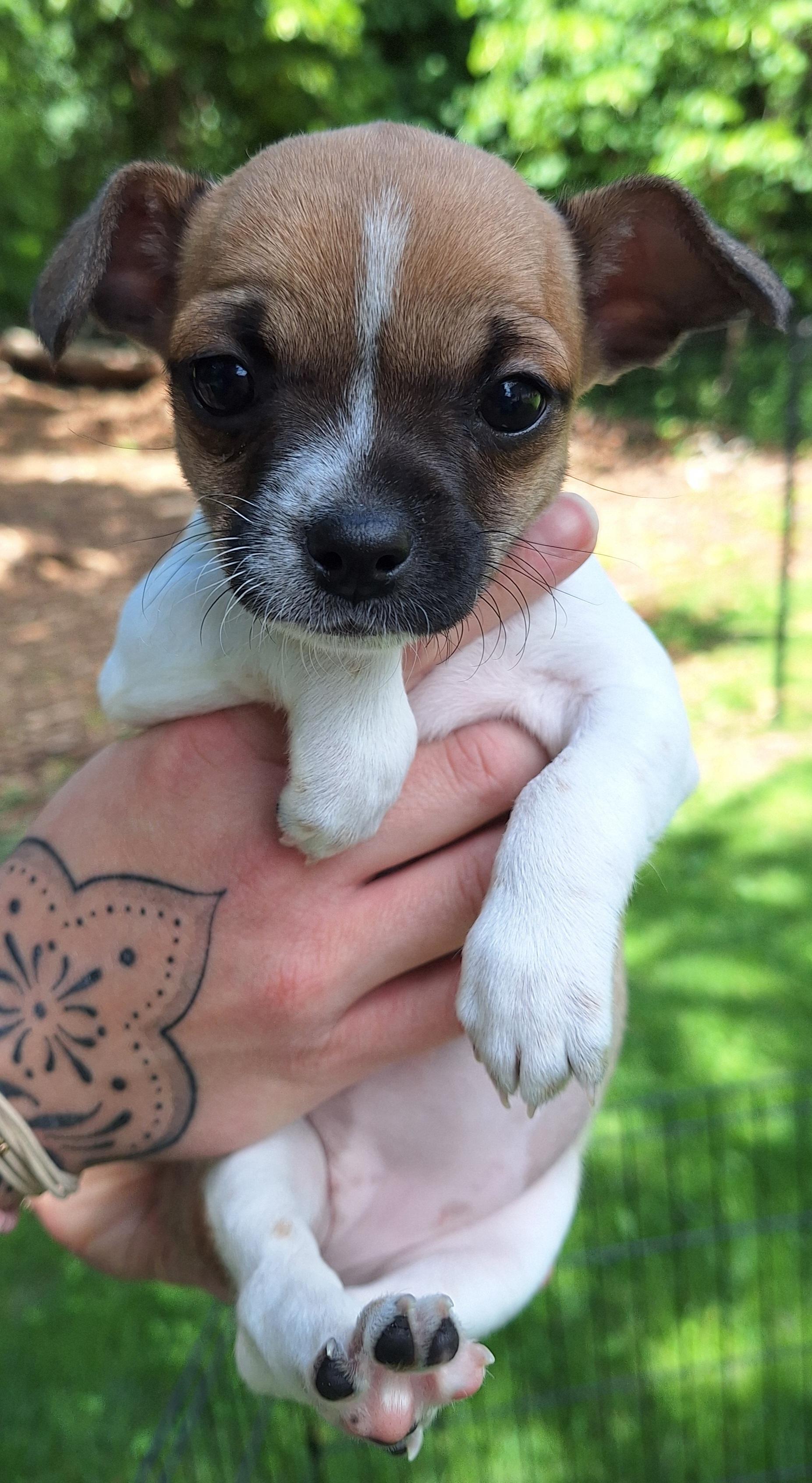 Enlarge Malia, an adopted mixed breed in Menomonee Falls, WI image 1/5