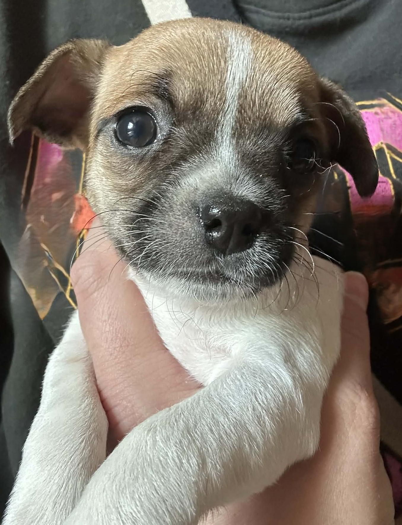 Enlarge Malia, an adopted mixed breed in Menomonee Falls, WI image 2/5