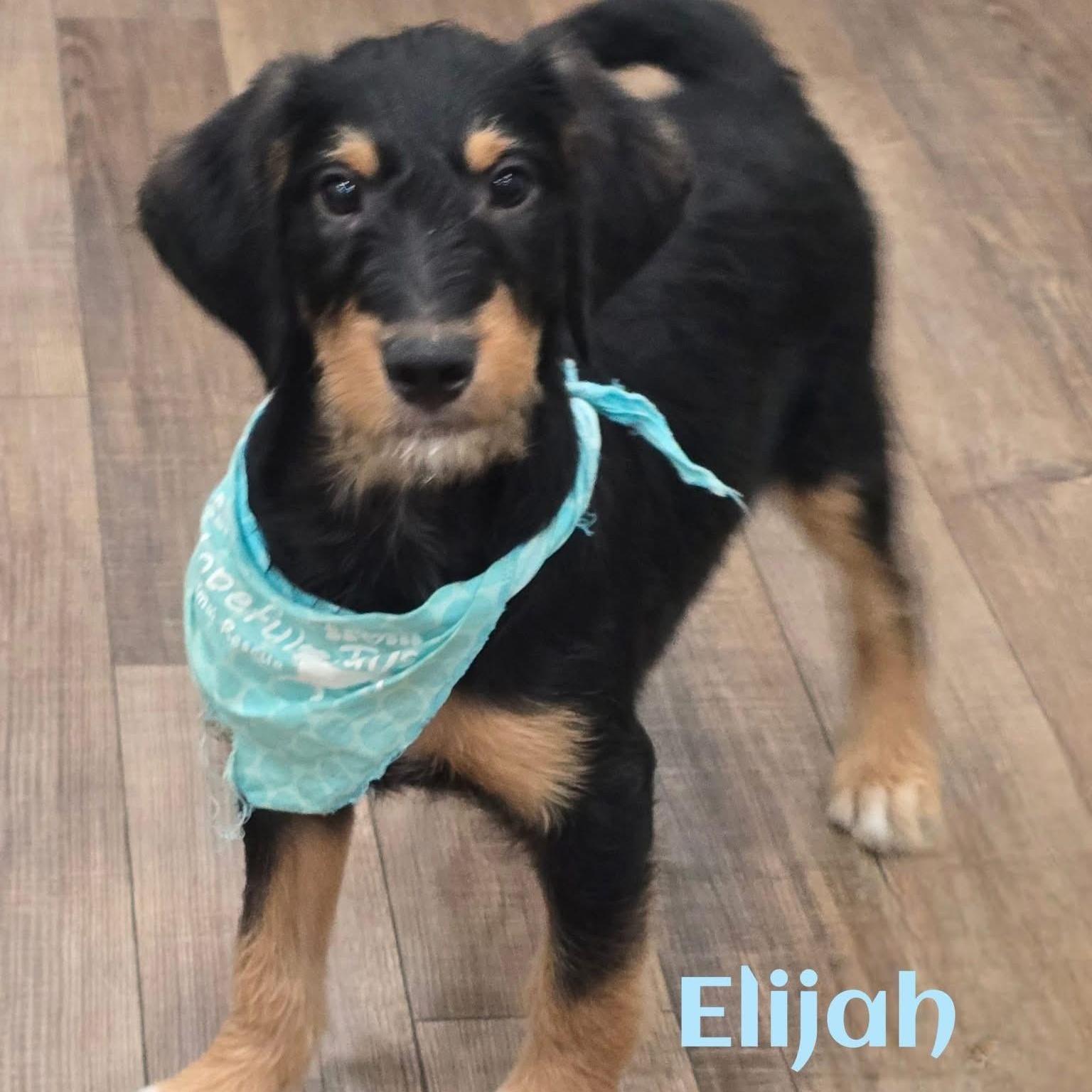 Enlarge Elijah, a ADOPTABLE mixed breed in Joliet, IL image 1/1