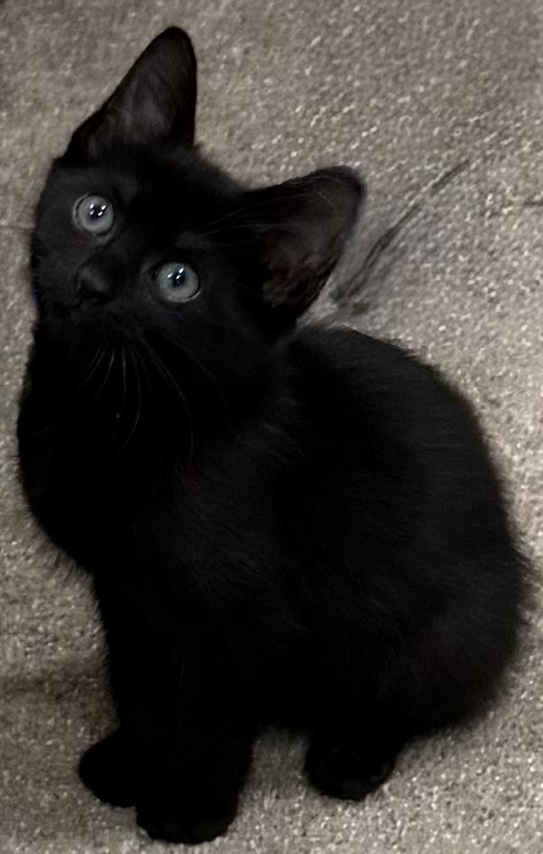 Princess, adopted, Kitten Female Domestic Short Hair.