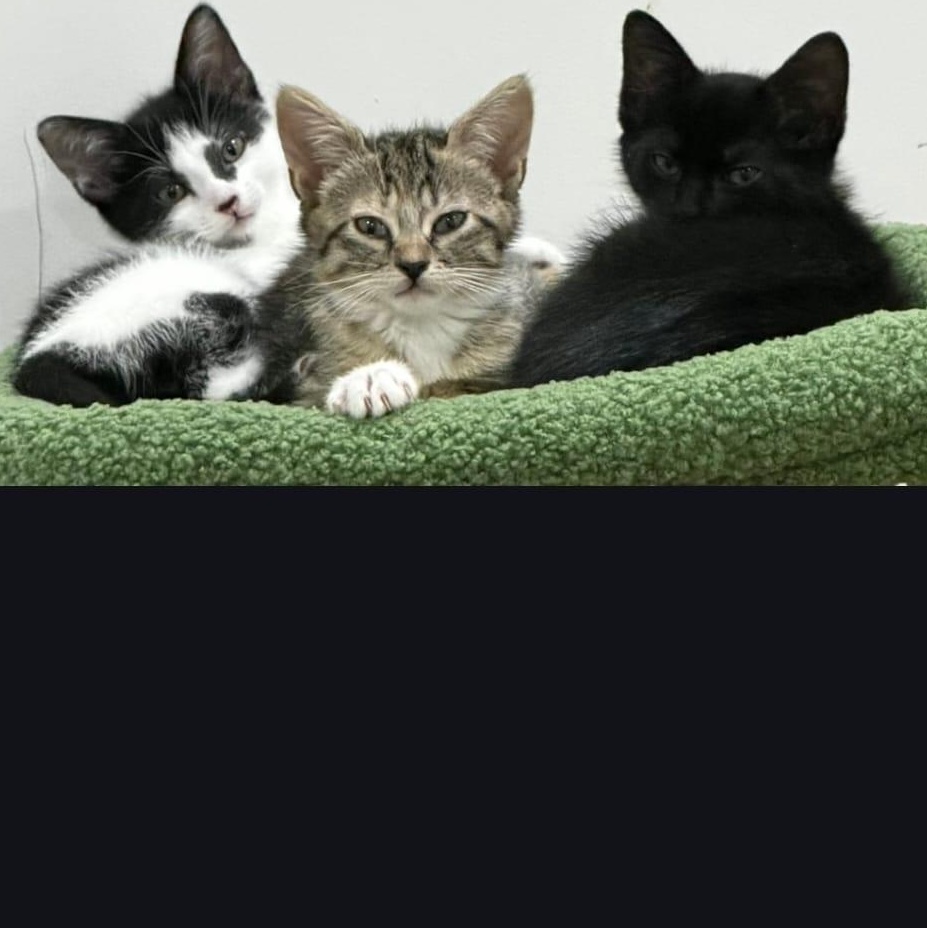 Enlarge Princess, an adopted Domestic Short Hair in Boca Raton, FL image 2/2