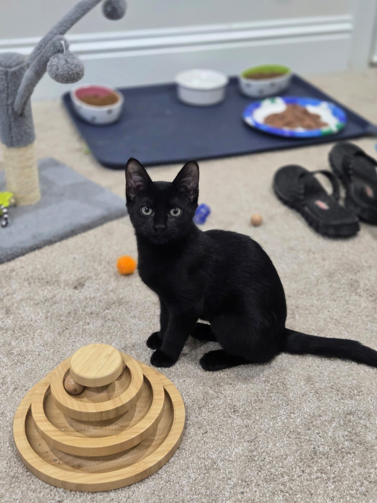 Enlarge Precious, a Adoptable Domestic Short Hair in Boca Raton, FL image 1/3