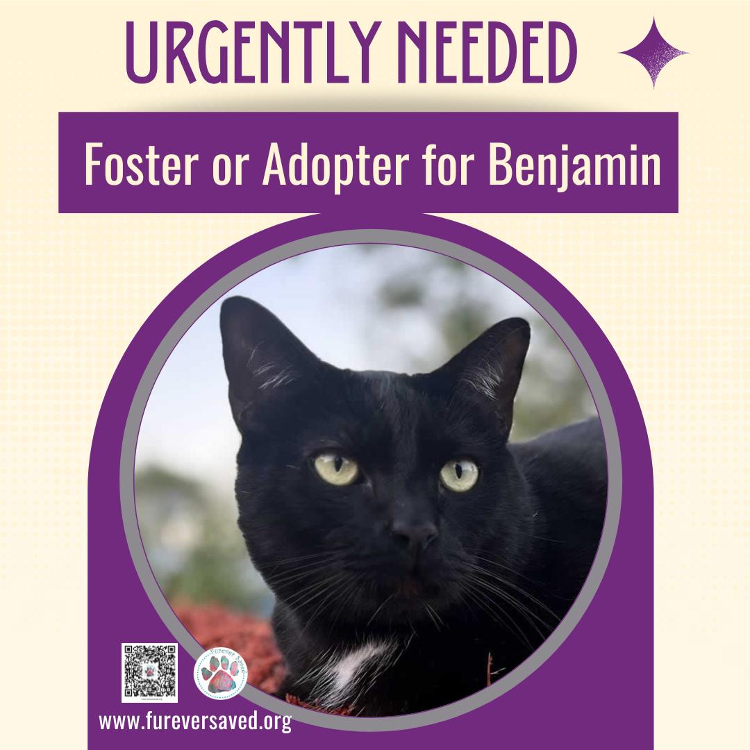 Enlarge Benjamin, a ADOPTABLE Domestic Short Hair in Miami, FL image 6/6
