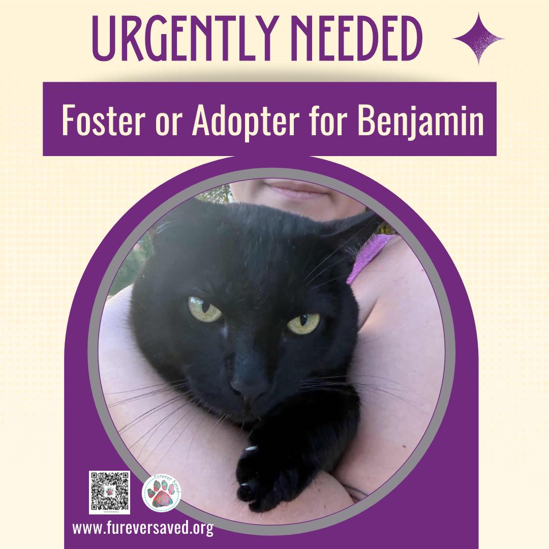 Enlarge Benjamin, a ADOPTABLE Domestic Short Hair in Miami, FL image 4/6