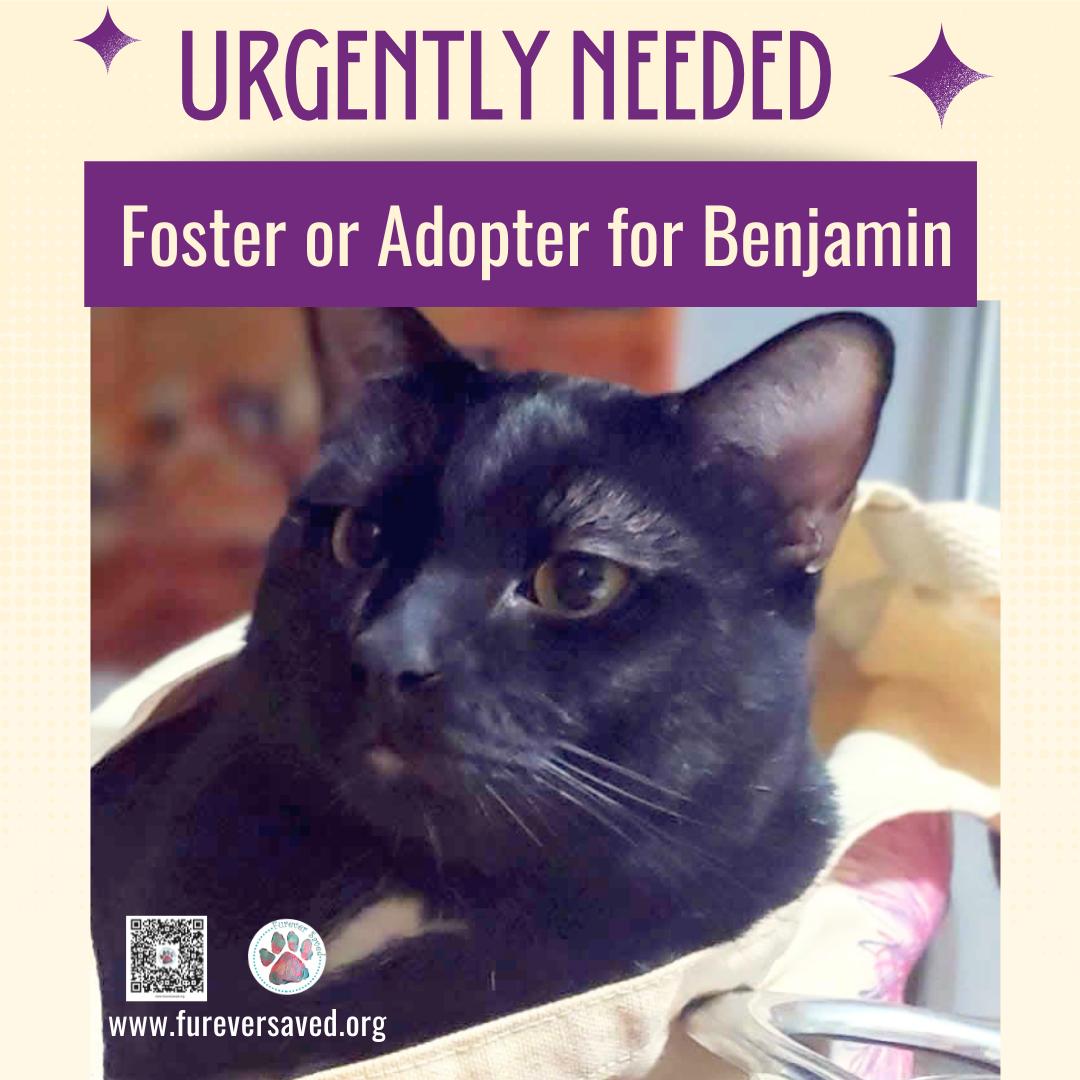 Enlarge Benjamin, a ADOPTABLE Domestic Short Hair in Miami, FL image 5/6