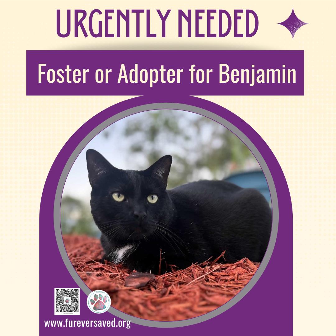 Enlarge Benjamin, a ADOPTABLE Domestic Short Hair in Miami, FL image 3/6