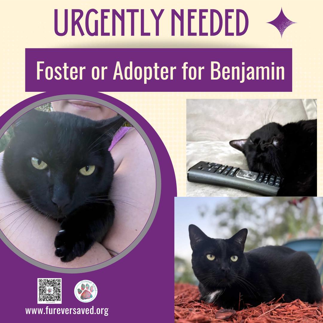 Enlarge Benjamin, a ADOPTABLE Domestic Short Hair in Miami, FL image 1/6