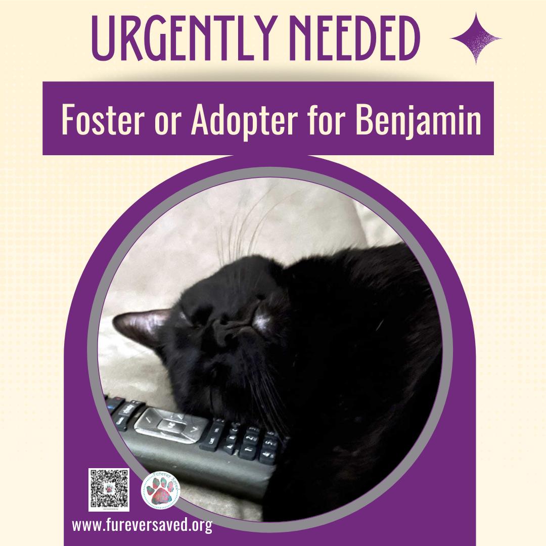 Enlarge Benjamin, a ADOPTABLE Domestic Short Hair in Miami, FL image 2/6
