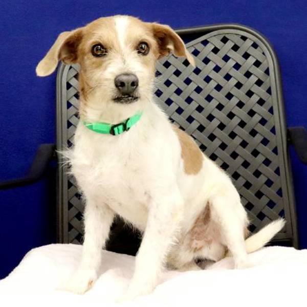 Parker, a Adoptable mixed breed in Midland, TX image 1/2