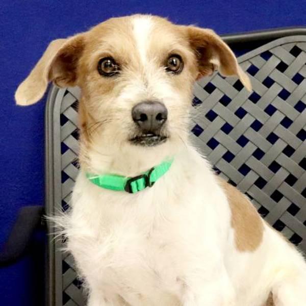Parker, a Adoptable mixed breed in Midland, TX image 2/2