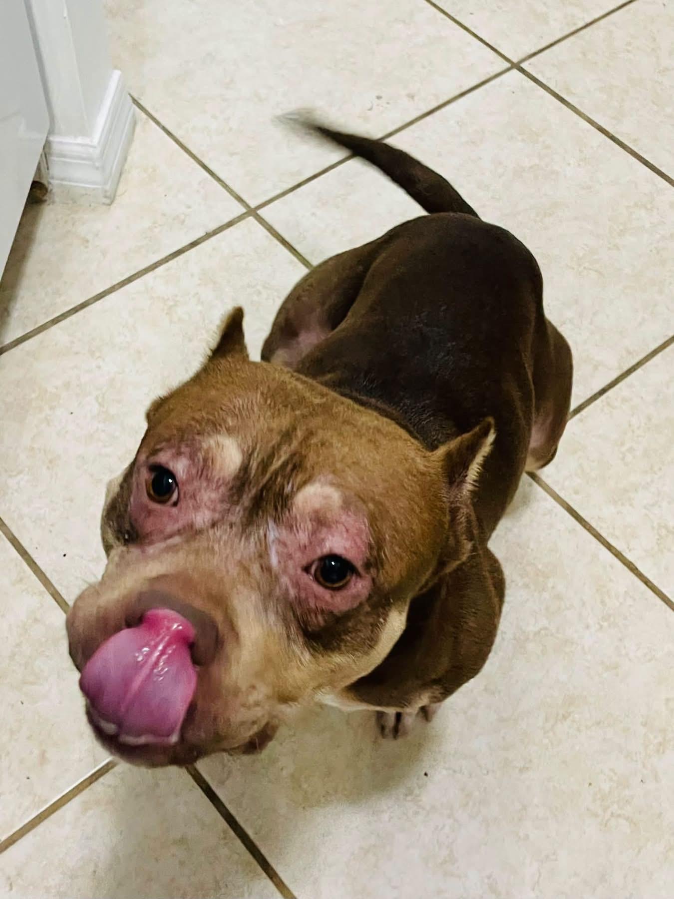 Enlarge Cash, a Adoptable mixed breed in Estero, FL image 1/1