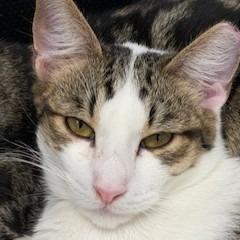 Enlarge Ben, a Adoptable mixed breed in Napa, CA image 1/1