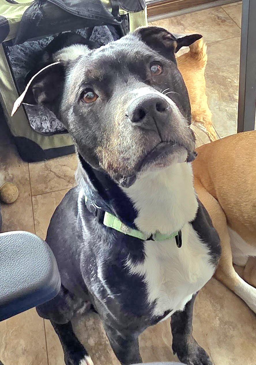 Zeus, ADOPTABLE, Adult Male American Staffordshire Terrier & Boxer.