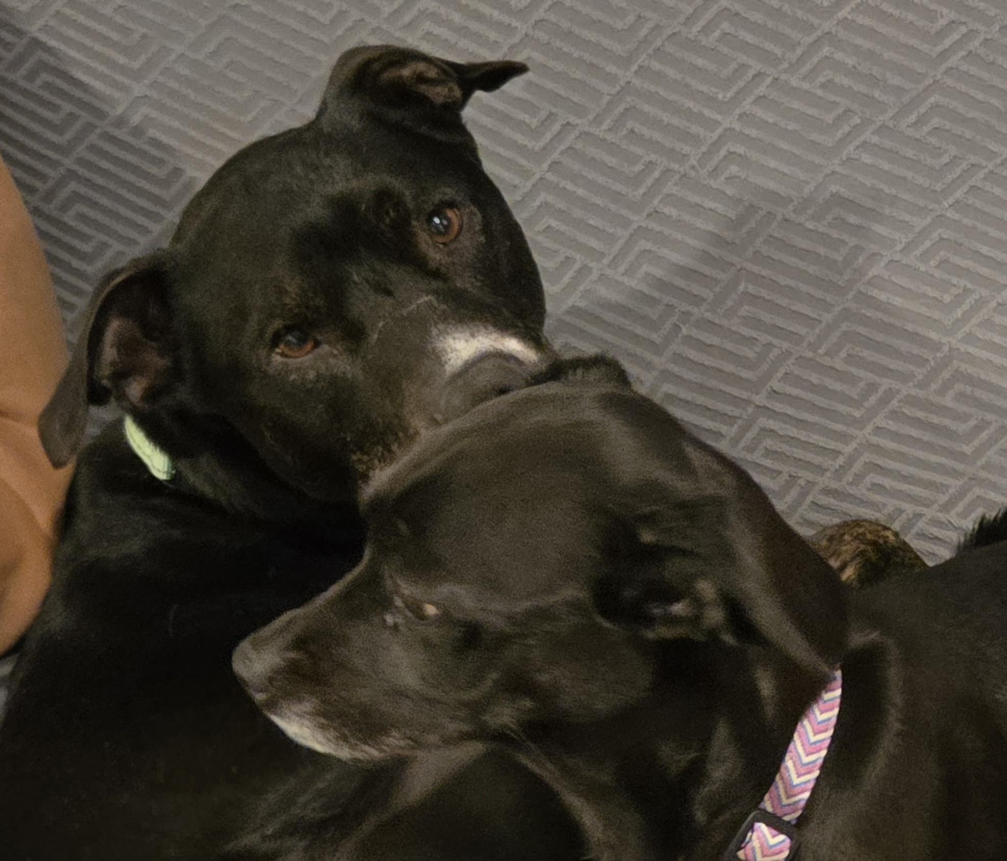 Zeus, ADOPTABLE, Adult Male American Staffordshire Terrier & Boxer.