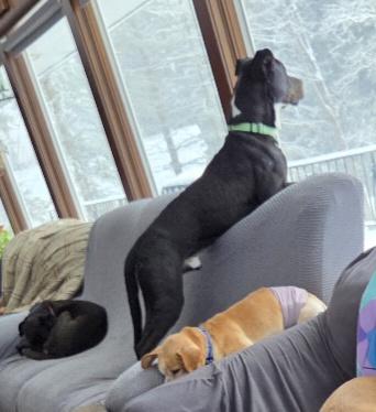 Enlarge Zeus, a ADOPTABLE mixed breed in Tunkhannock, PA image 2/4