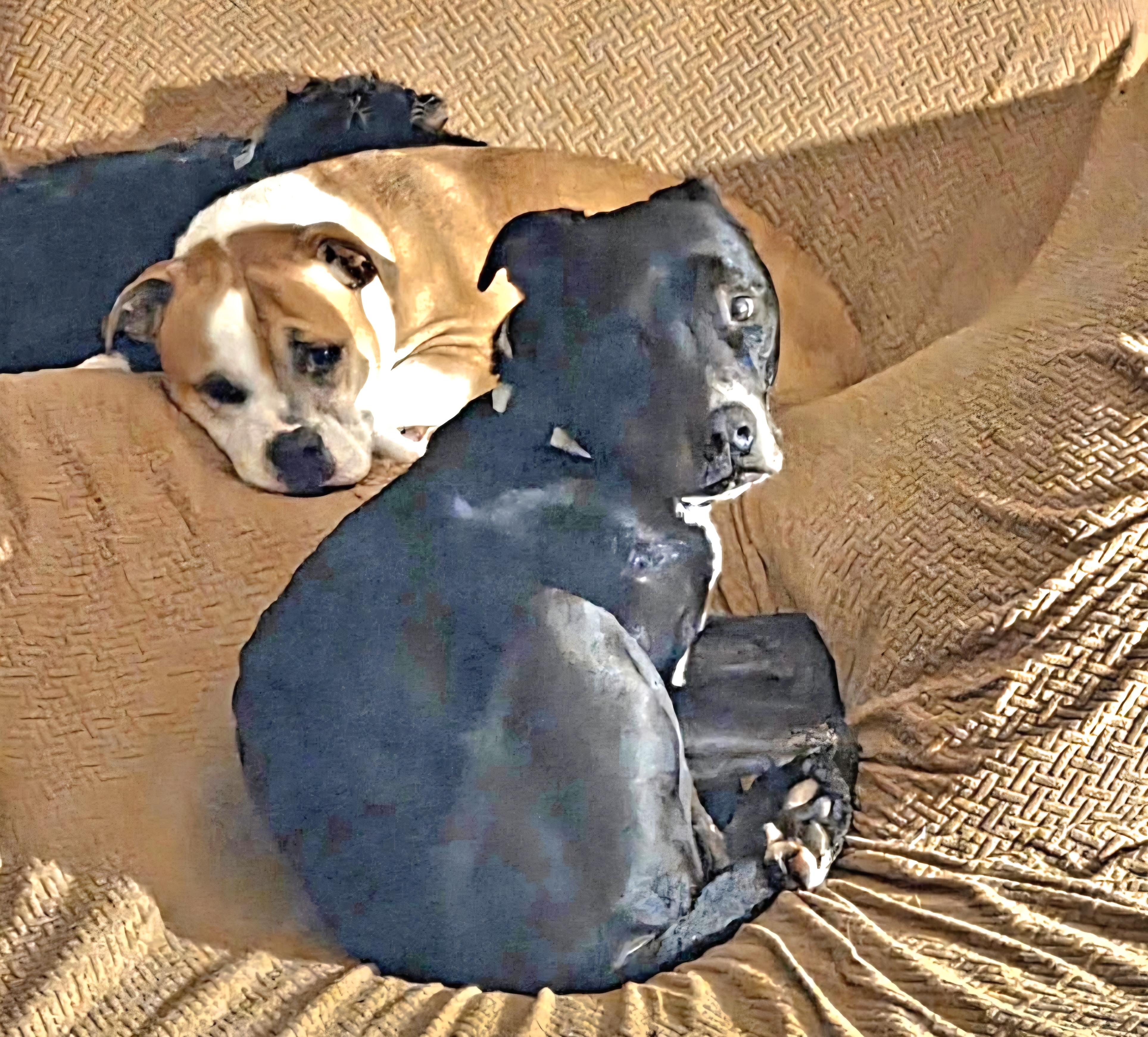 Enlarge Zeus, a ADOPTABLE mixed breed in Tunkhannock, PA image 3/4