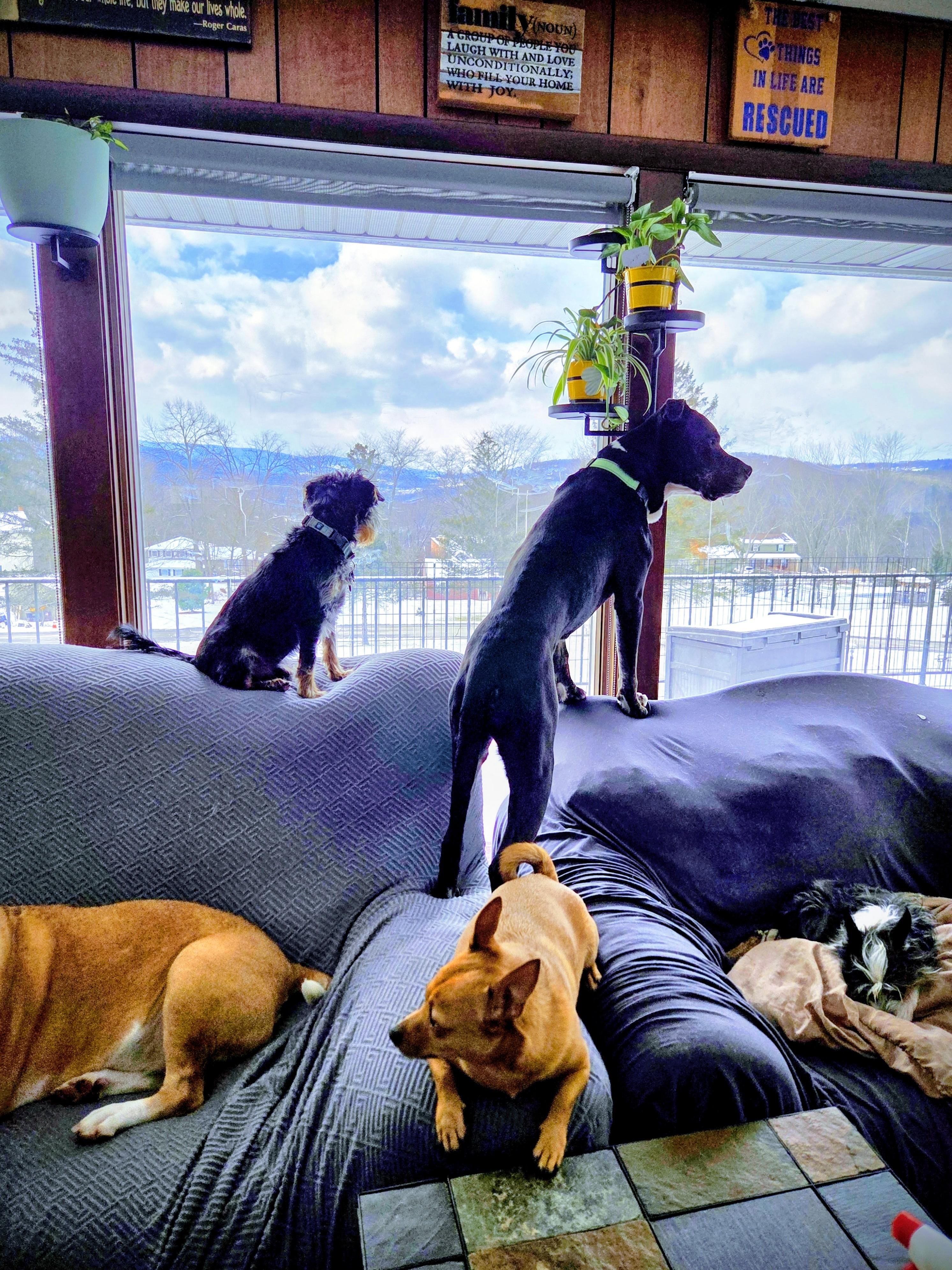 Enlarge Zeus, a ADOPTABLE mixed breed in Tunkhannock, PA image 4/4