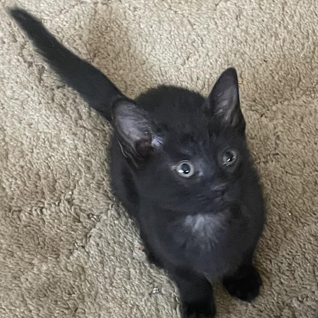 Piper, Adoptable, Kitten Female Domestic Short Hair.