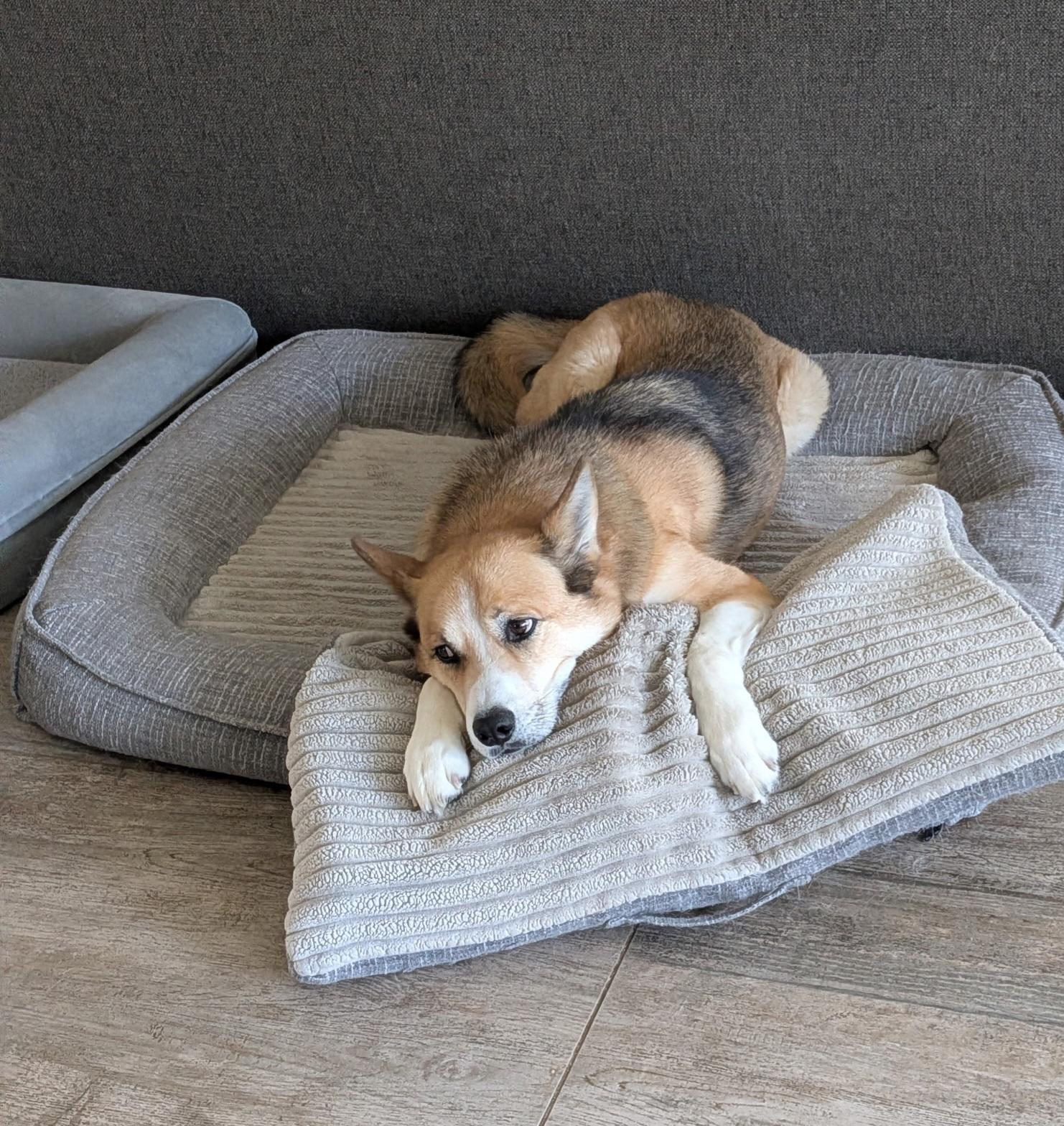 Enlarge Nelson, a ADOPTABLE mixed breed in San Pedro, CA image 3/4