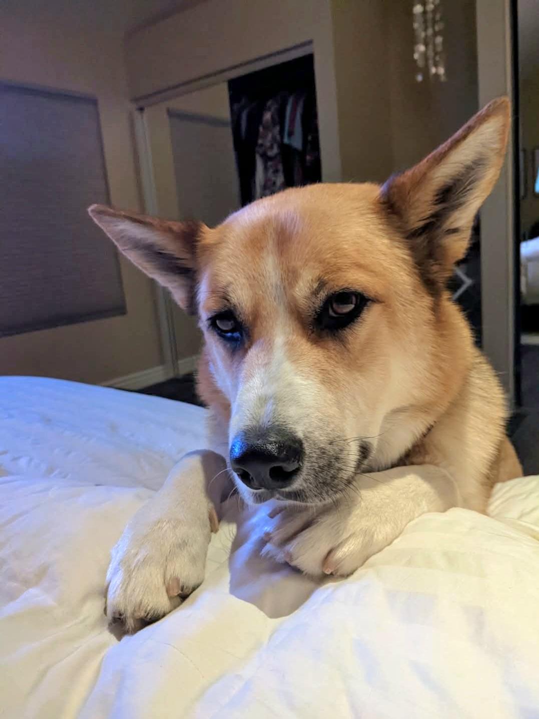 Enlarge Nelson, a ADOPTABLE mixed breed in San Pedro, CA image 4/4