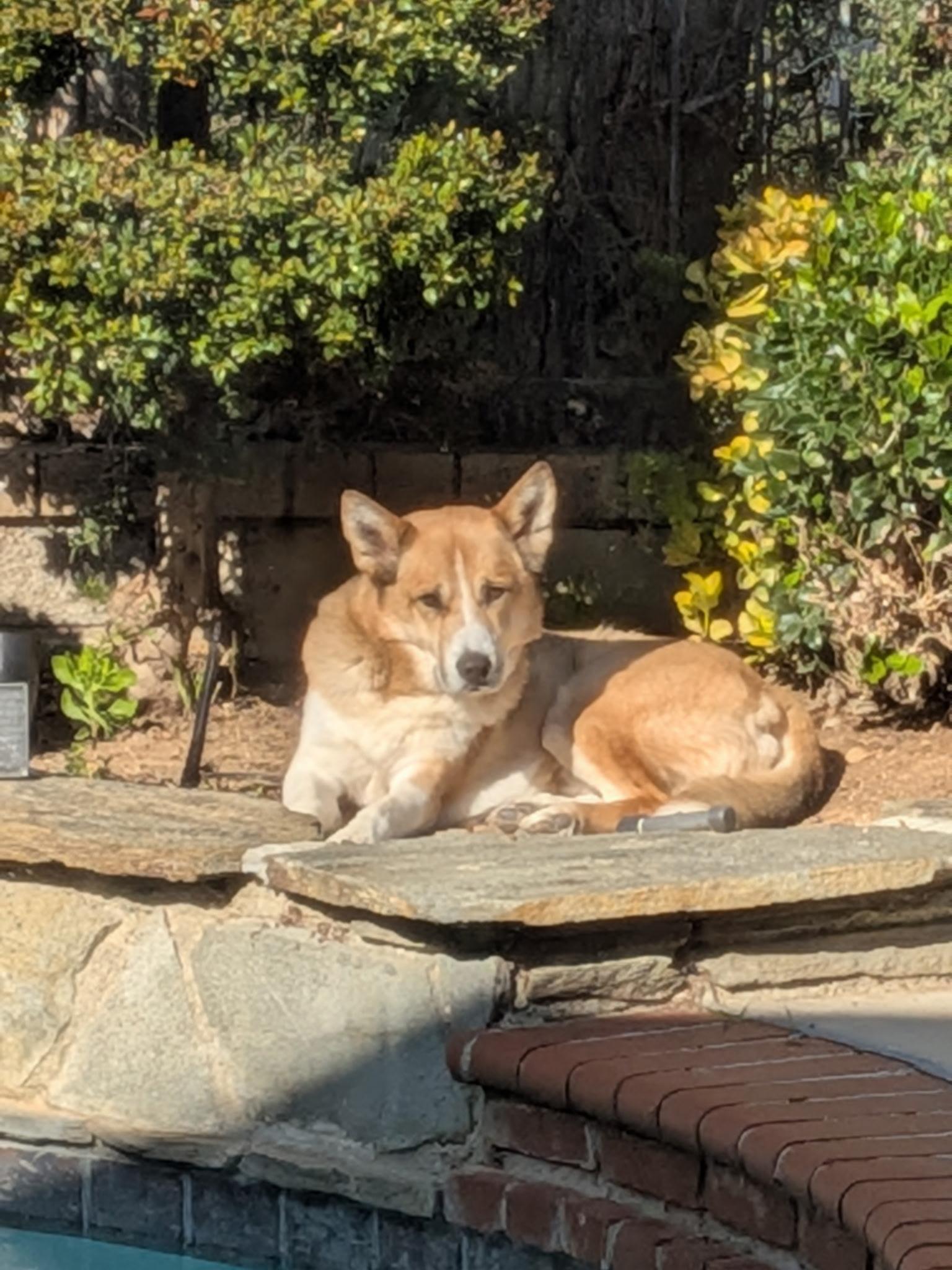 Enlarge Nelson, a ADOPTABLE mixed breed in San Pedro, CA image 2/4