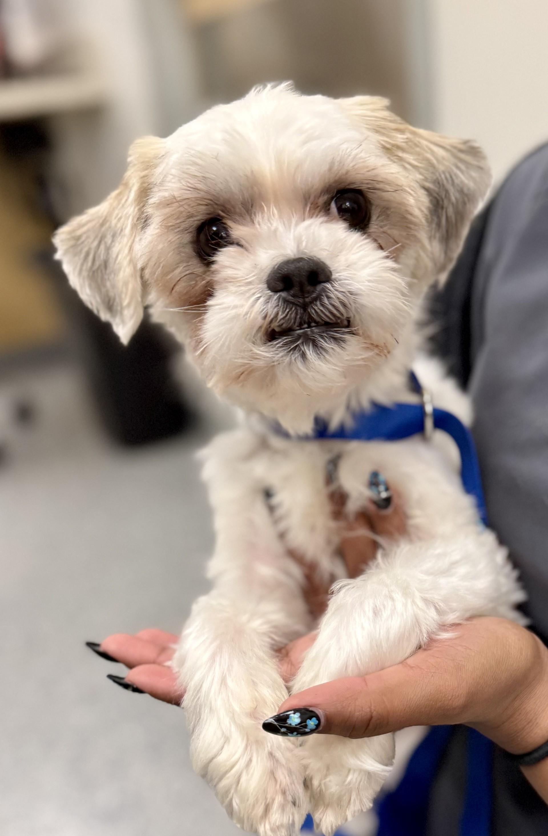 Available Pets : Click on a picture for more information | Pups