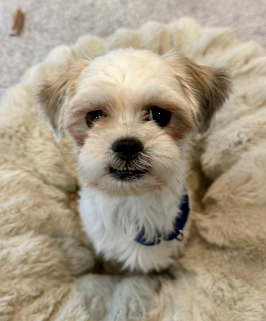 Enlarge Kendrick, a ADOPTABLE mixed breed in Los Alamitos, CA image 6/6