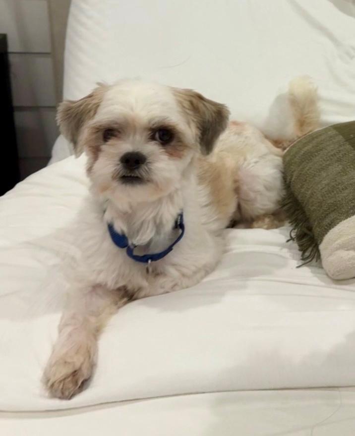 Enlarge Kendrick, a ADOPTABLE mixed breed in Los Alamitos, CA image 1/6