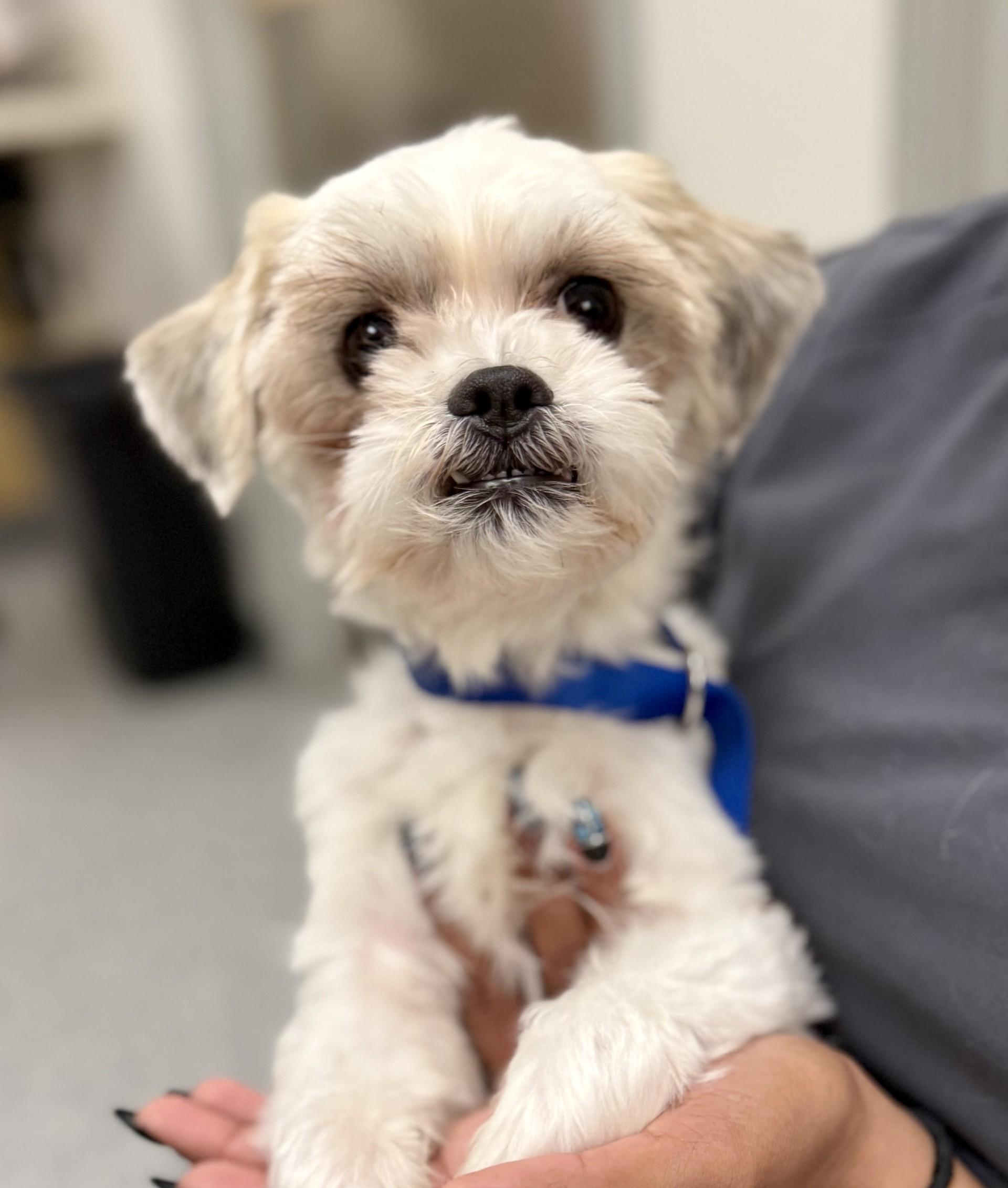 Enlarge Kendrick, a ADOPTABLE mixed breed in Los Alamitos, CA image 5/6
