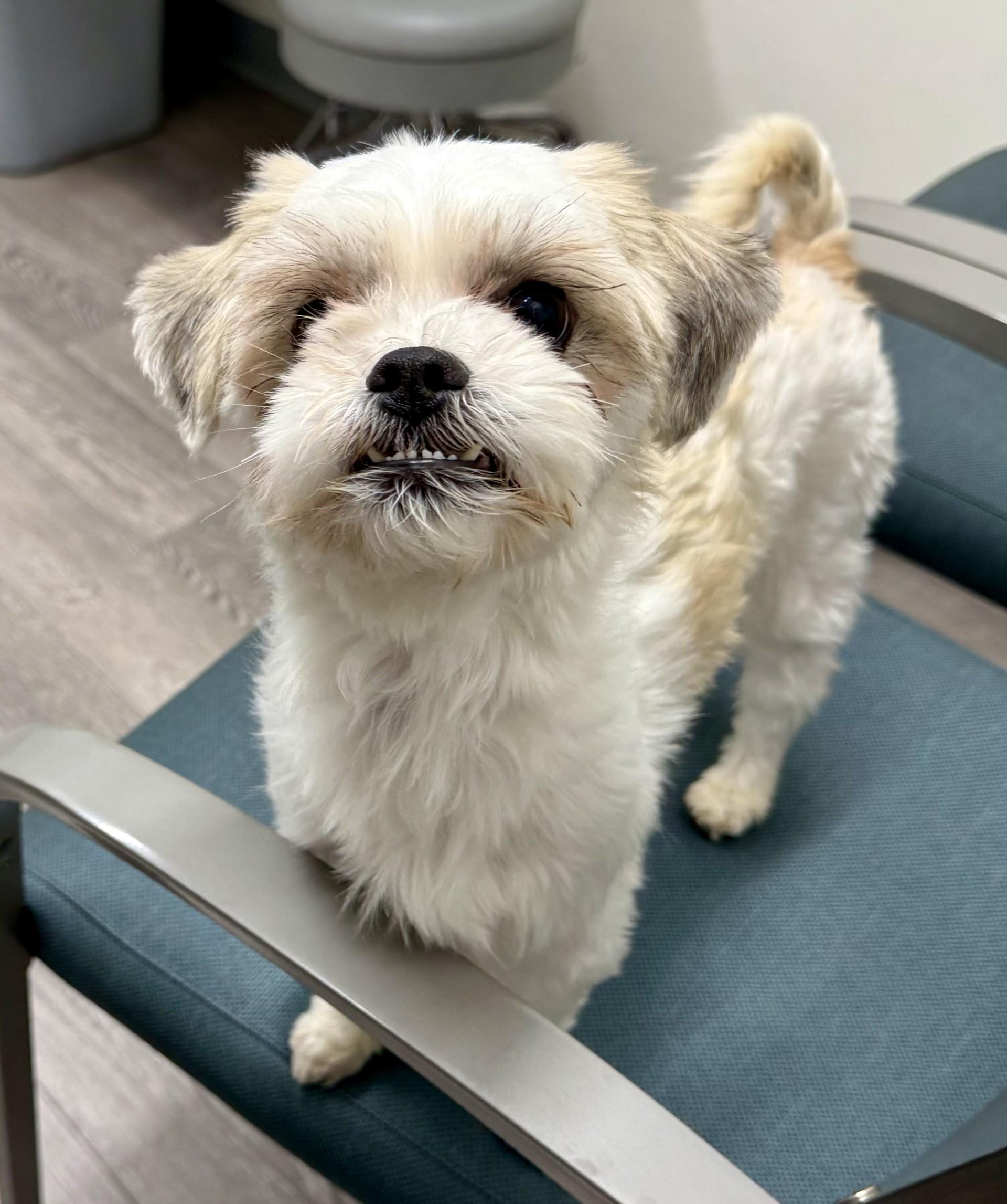 Enlarge Kendrick, a ADOPTABLE mixed breed in Los Alamitos, CA image 4/6