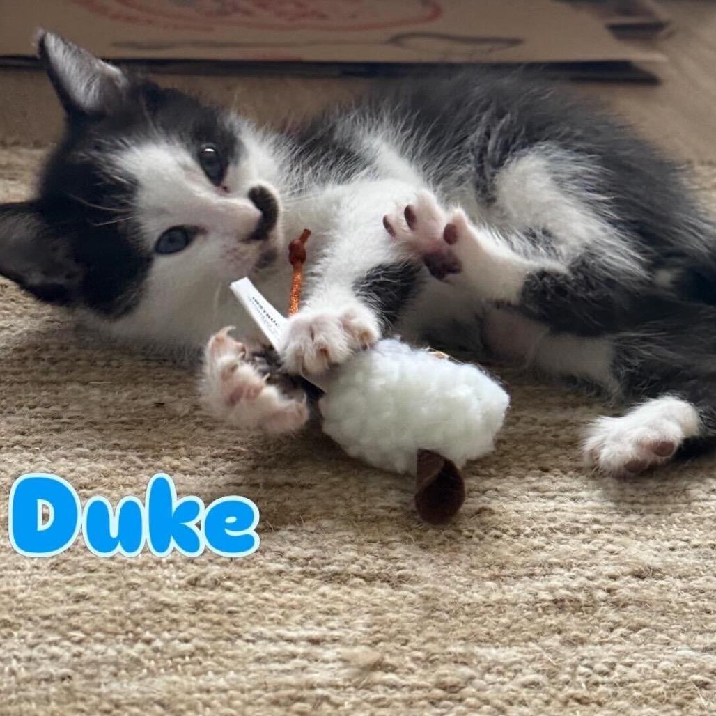 Duke, a Adoptable Domestic Short Hair in Escondido, CA image 2/6