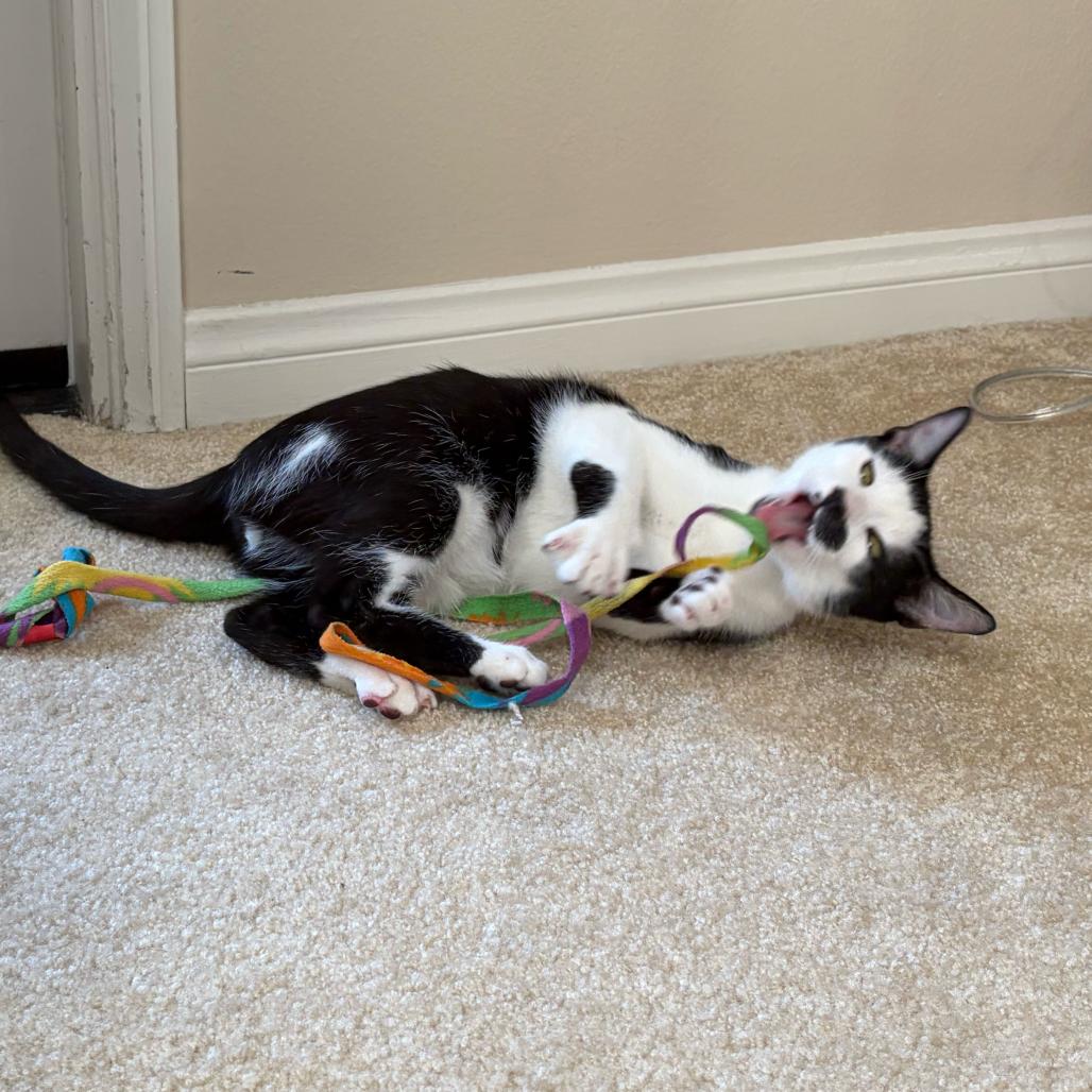 Duke, Adoptable, Young Male Domestic Short Hair.