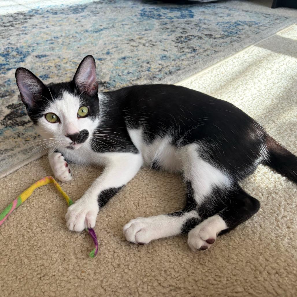 Enlarge Duke, a Adoptable Domestic Short Hair in Escondido, CA image 2/6