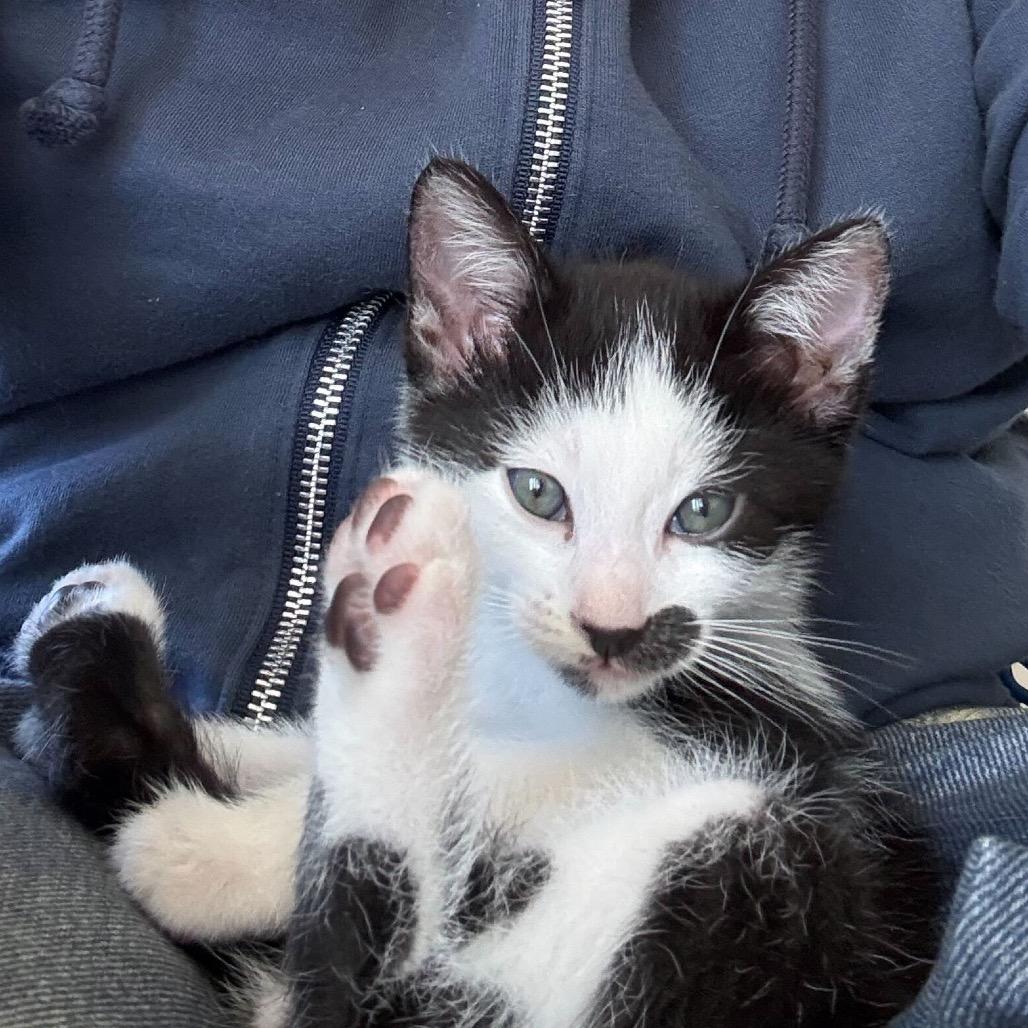 Duke, a Adoptable Domestic Short Hair in Escondido, CA image 3/6
