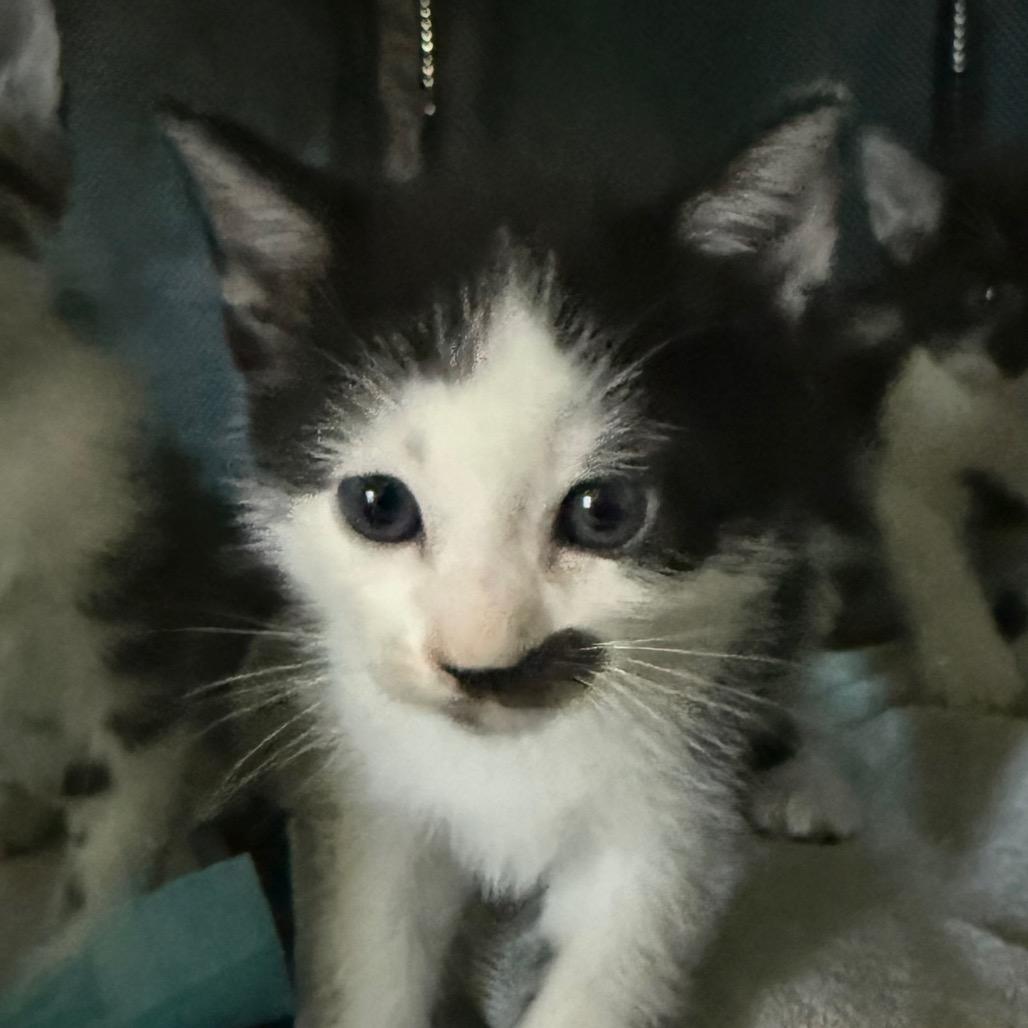 Duke, a Adoptable Domestic Short Hair in Escondido, CA image 4/6