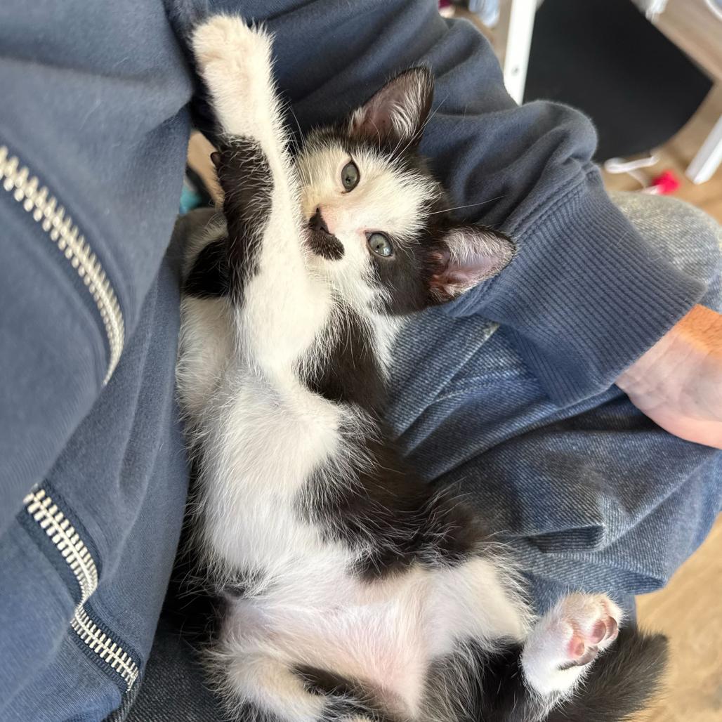 Duke, a Adoptable Domestic Short Hair in Escondido, CA image 5/6