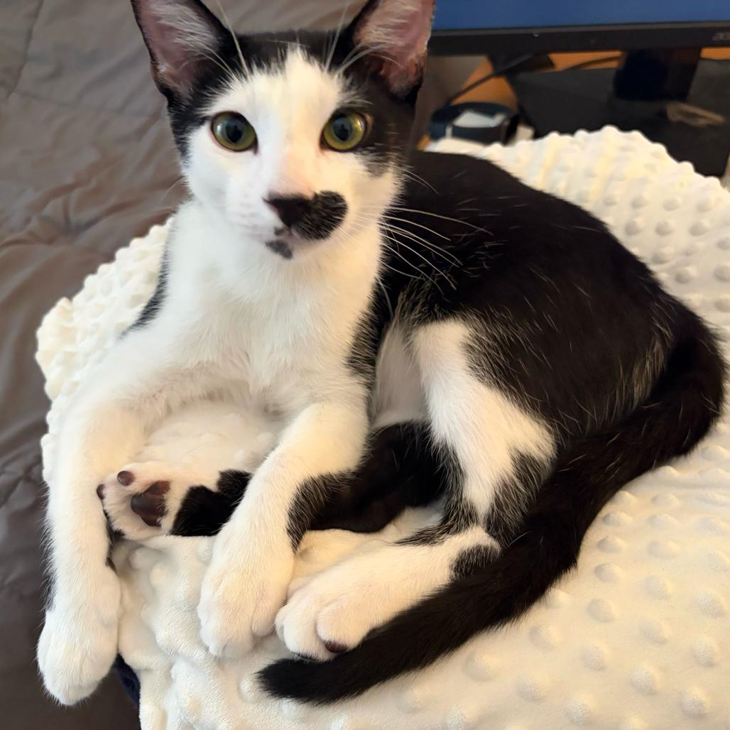 Enlarge Duke, a Adoptable Domestic Short Hair in Escondido, CA image 3/6