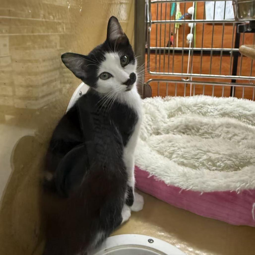 Duke, a Adoptable Domestic Short Hair in Escondido, CA image 6/6