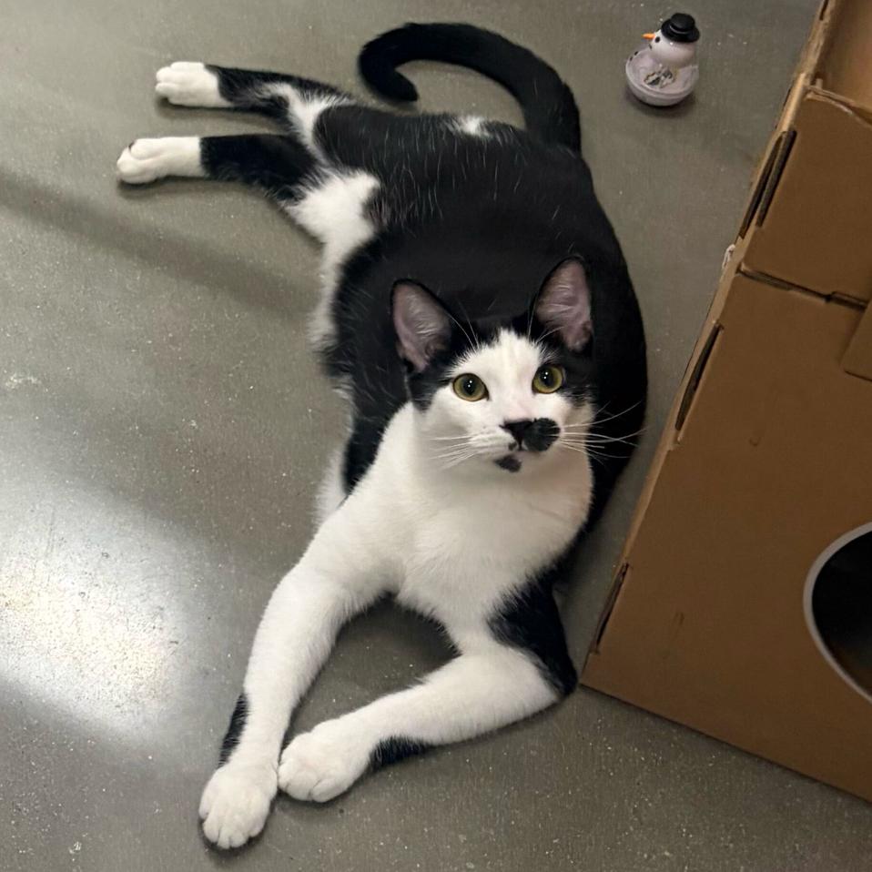 Enlarge Duke, a Adoptable Domestic Short Hair in Escondido, CA image 5/6