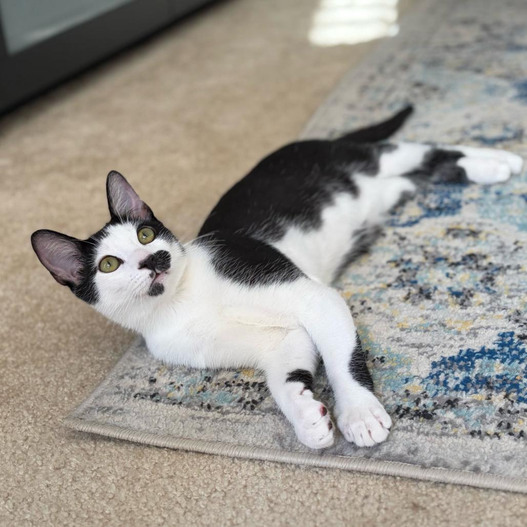 Enlarge Duke, a Adoptable Domestic Short Hair in Escondido, CA image 6/6