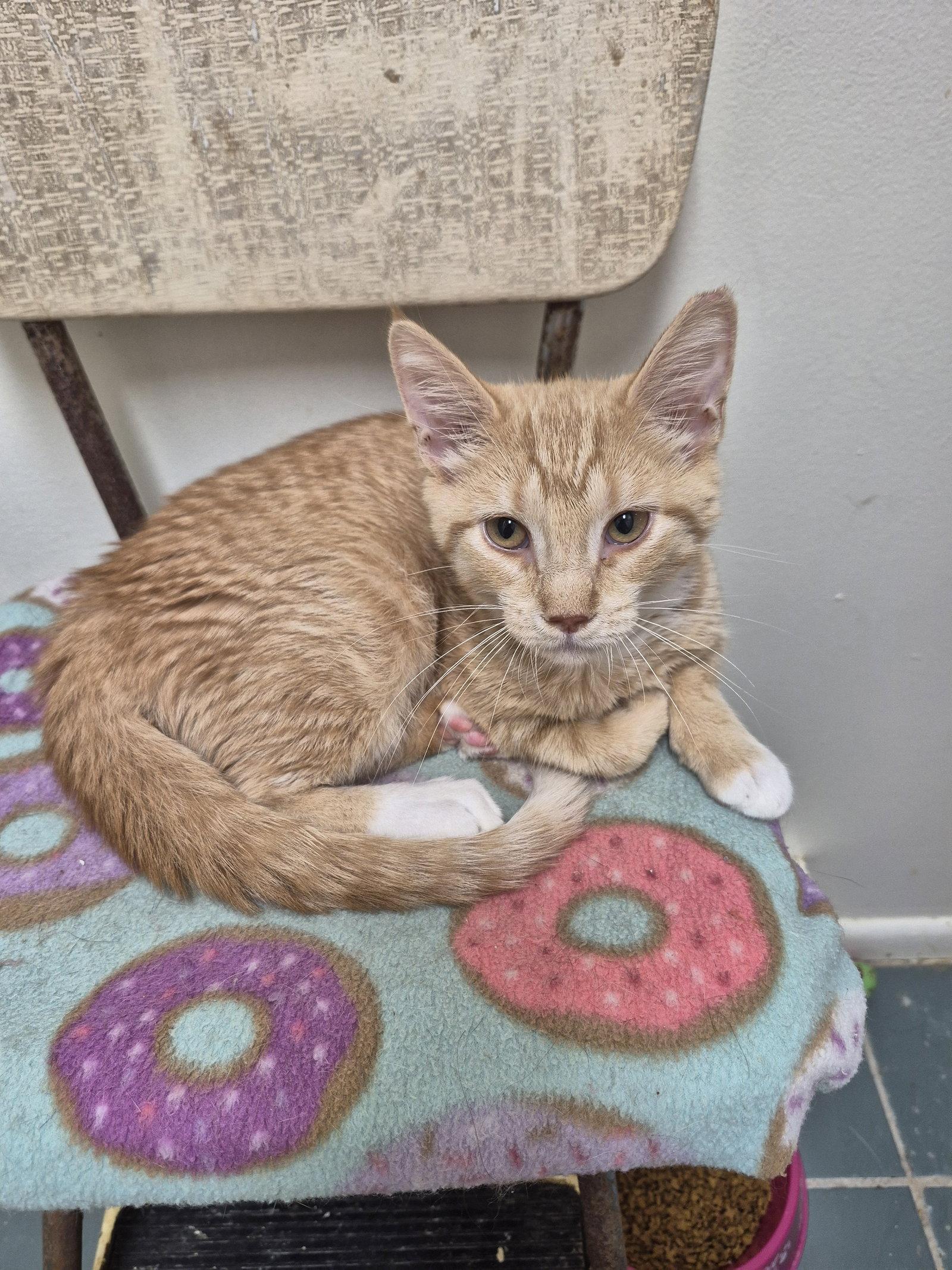 Velveeta, Adoptable, Young Female Domestic Short Hair.