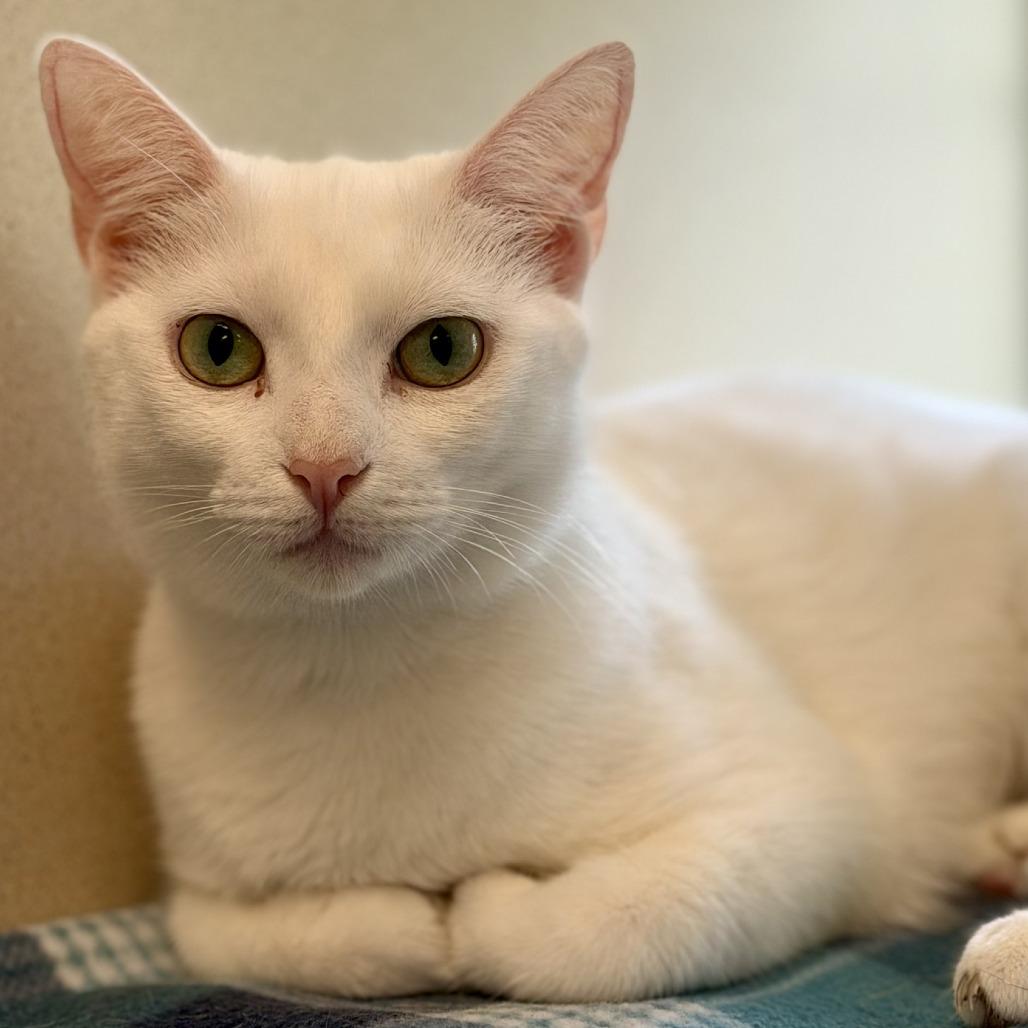 Enlarge Winter, a Adoptable Domestic Short Hair in Gloucester, VA image 1/2