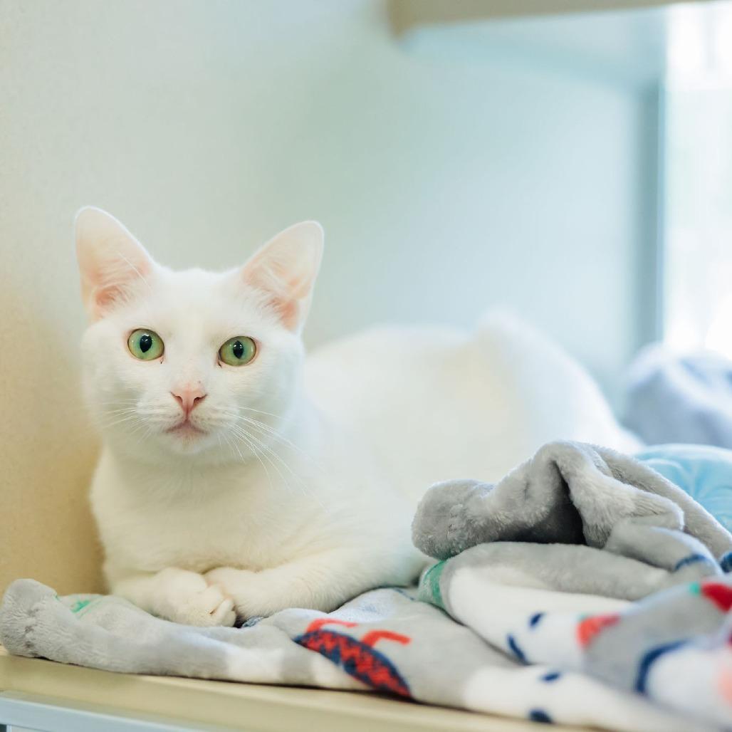 Enlarge Winter, a Adoptable Domestic Short Hair in Gloucester, VA image 2/2