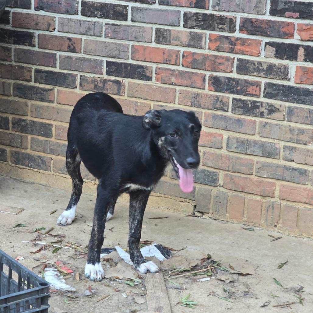Enlarge Floppy, a Adoptable mixed breed in Tupelo, MS image 2/3