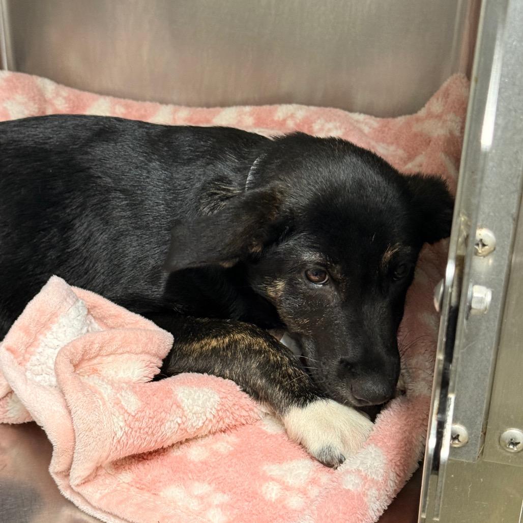 Floppy, a Adoptable mixed breed in Tupelo, MS image 2/2