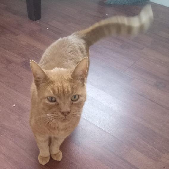 Enlarge Tom, a Adoptable Domestic Short Hair in Chattanooga, TN image 1/4