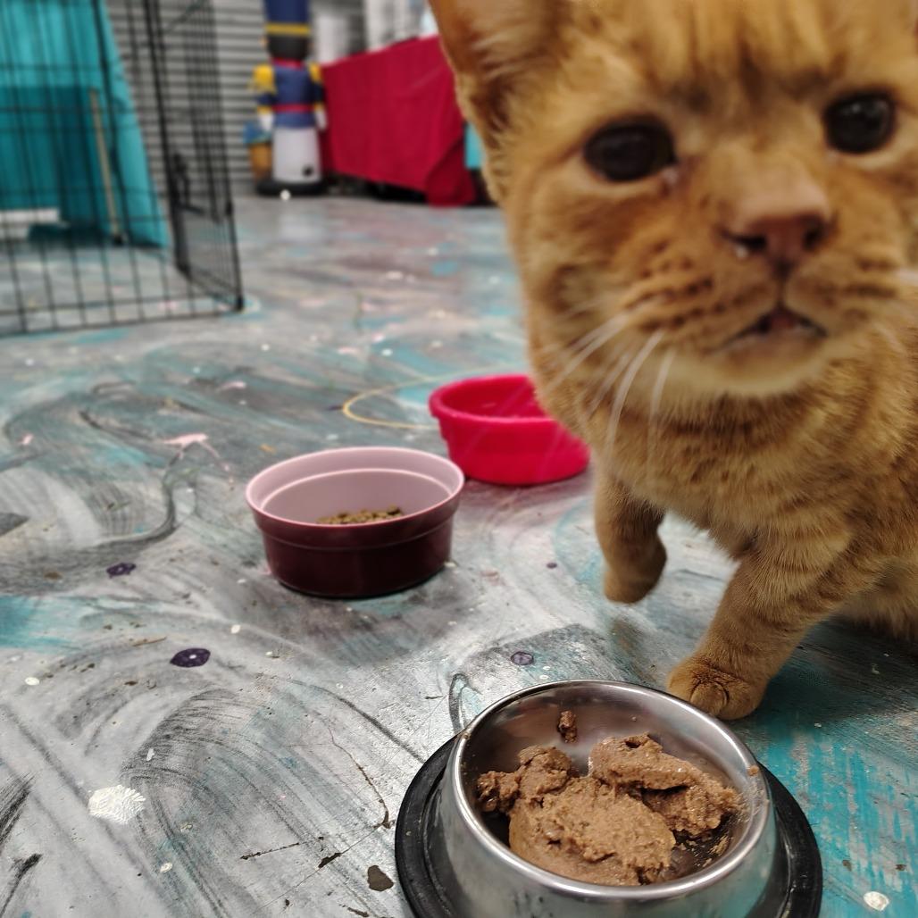 Enlarge Tom, a Adoptable Domestic Short Hair in Chattanooga, TN image 2/4