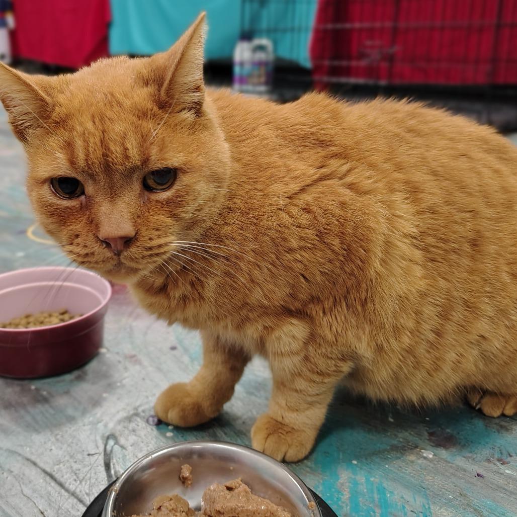 Enlarge Tom, a Adoptable Domestic Short Hair in Chattanooga, TN image 3/4